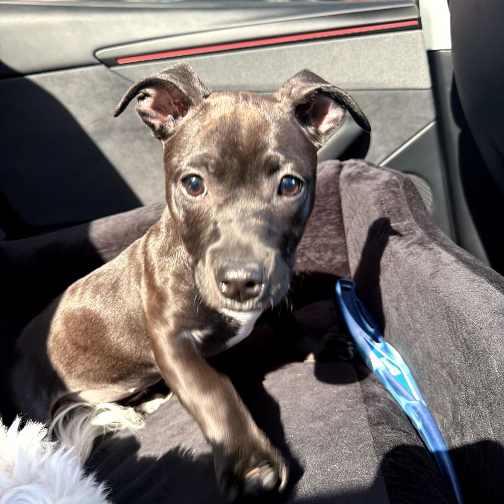 Millie Rue — thumbnail 2