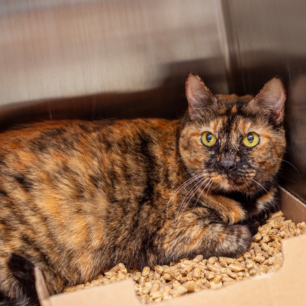 CALLIE - Domestic Shorthair / Mix available for adoption