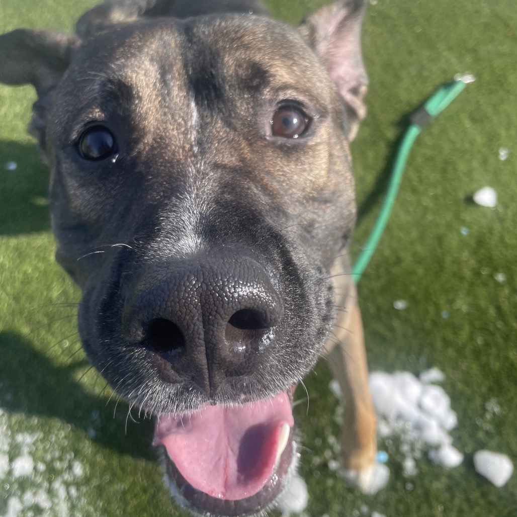 Strike DiDonatto — thumbnail 4