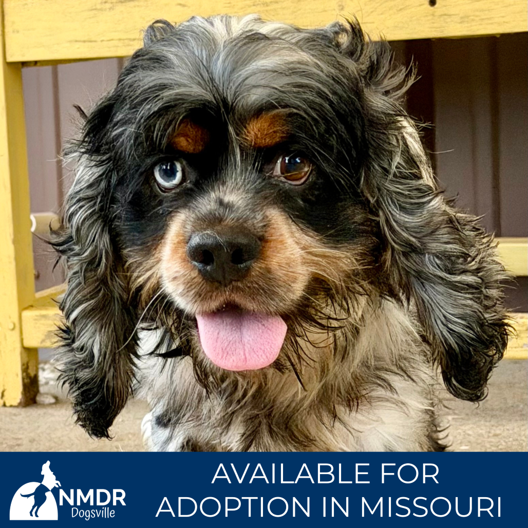 ZECHARIAH - MISSOURI (AG26-79) - Spaniel / American Cocker available for adoption