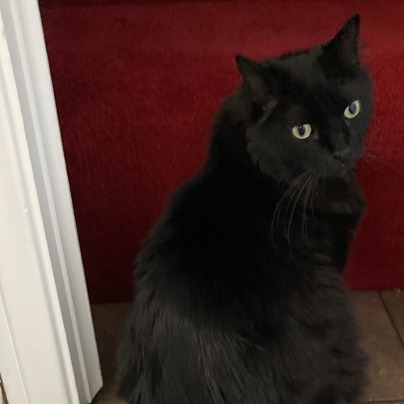 FLUFFY - Domestic Longhair available for adoption