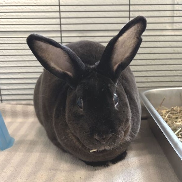CABBAGE - Rex / Mini available for adoption