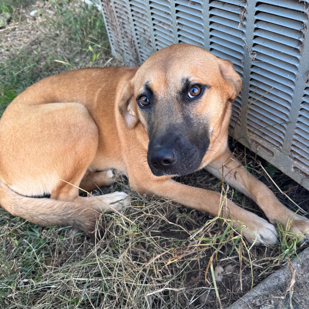 Gigi — thumbnail 4