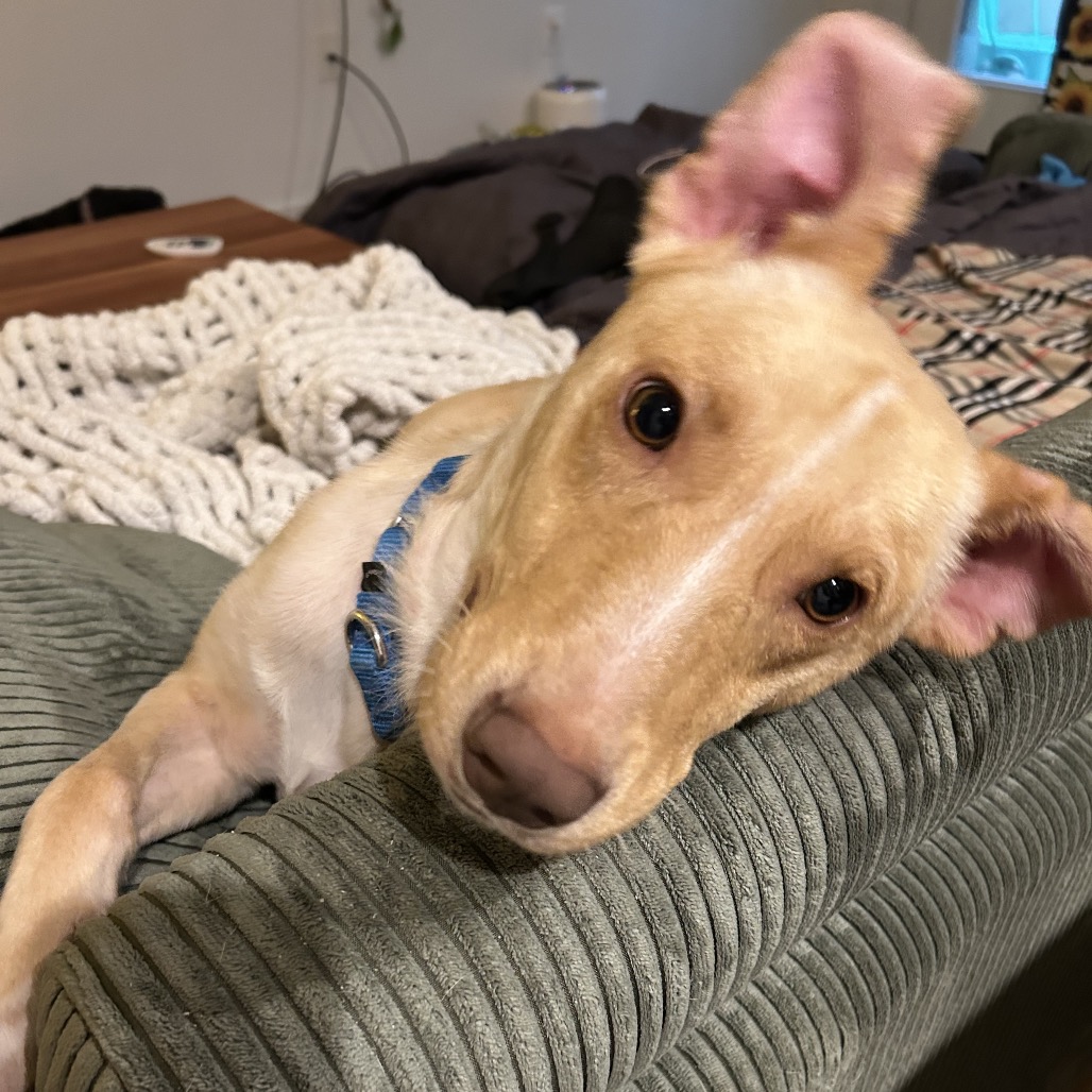 Archie, photo 6