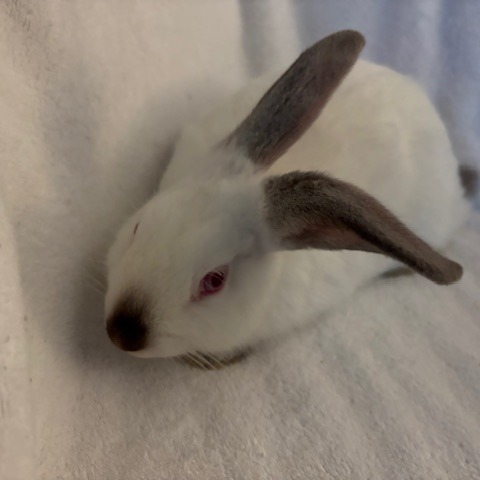 CIRCE - Dutch available for adoption
