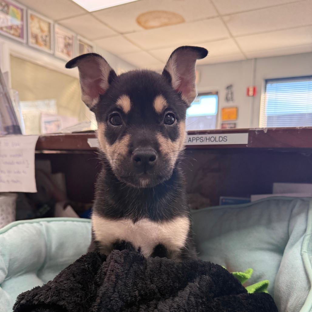 Mickey — thumbnail 2