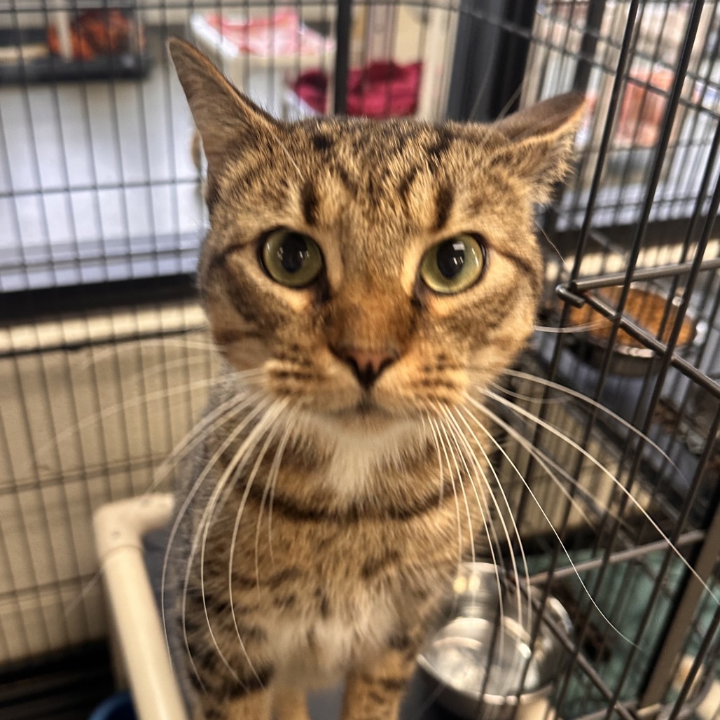 CHUNK - Domestic Shorthair available for adoption