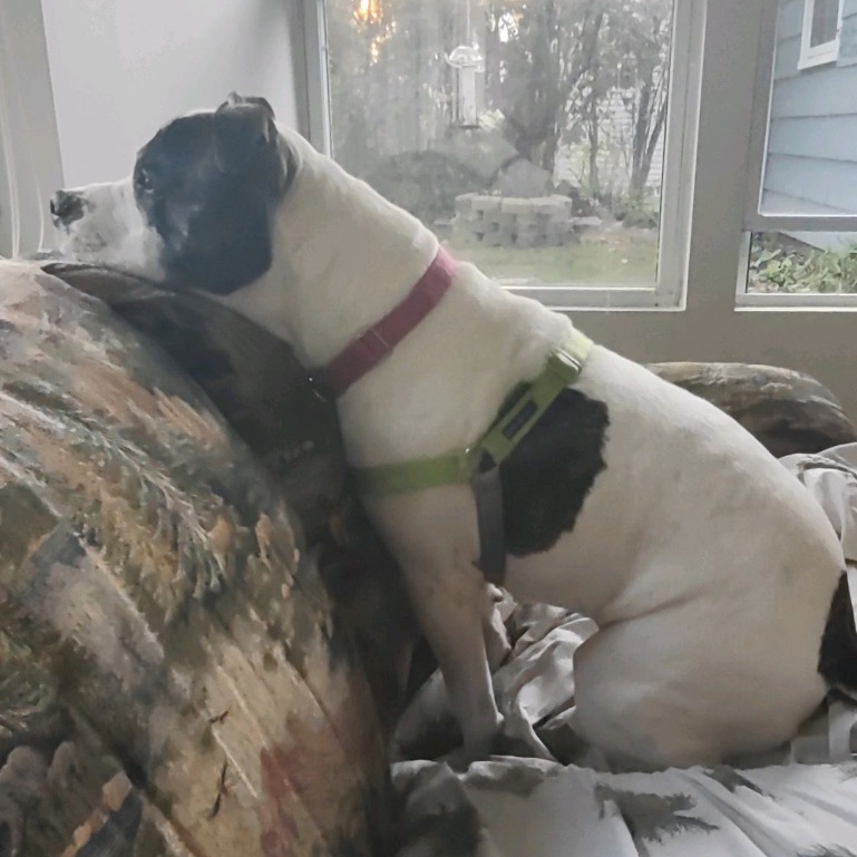 Petey, photo 22
