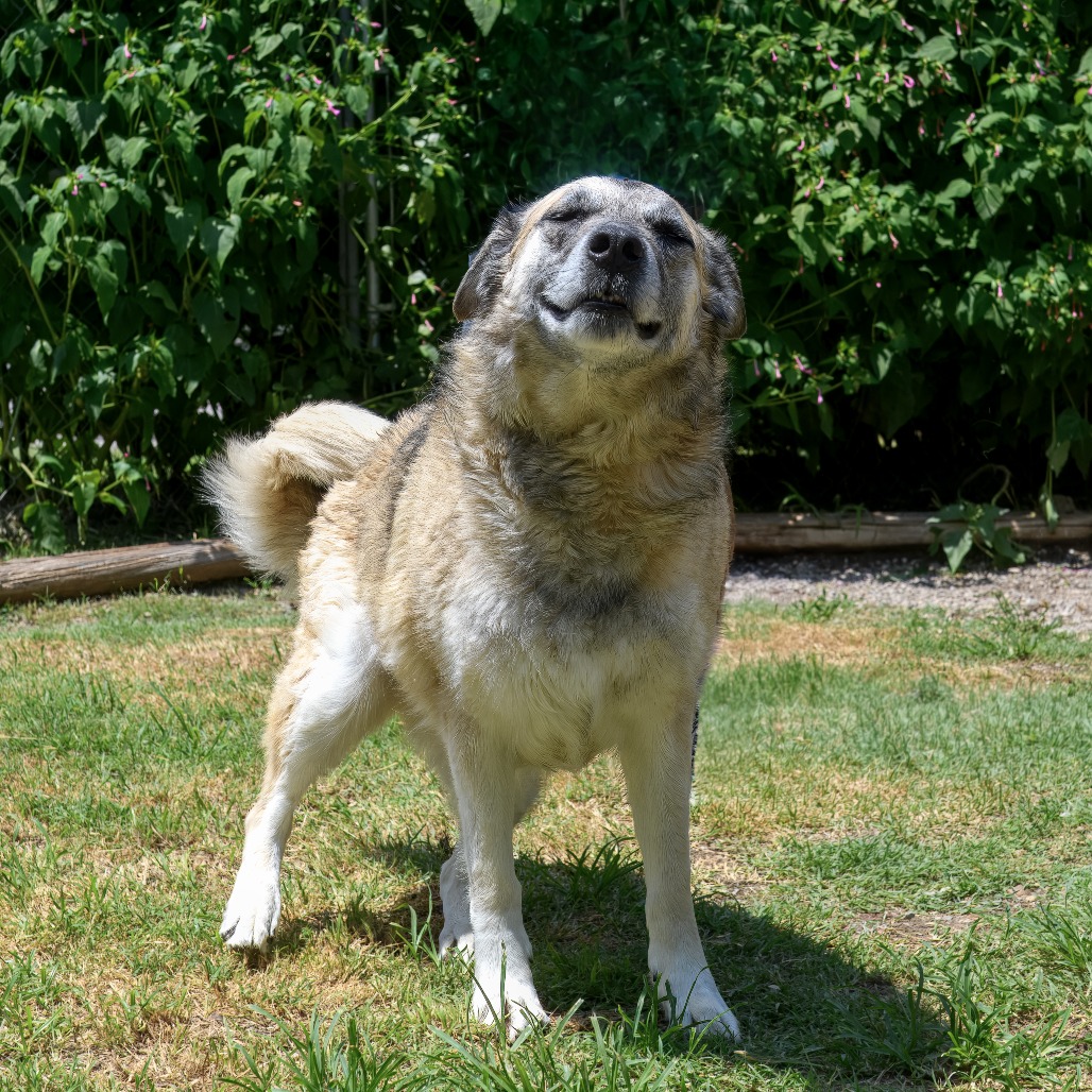 Photo of Samson