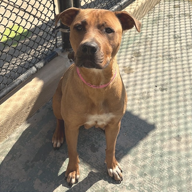 Elsie — thumbnail 11