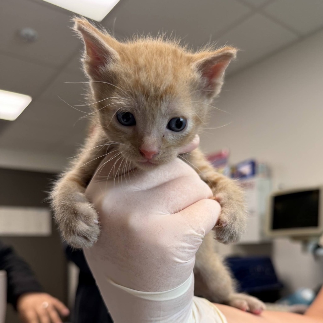 ZUKO - Domestic Shorthair available for adoption