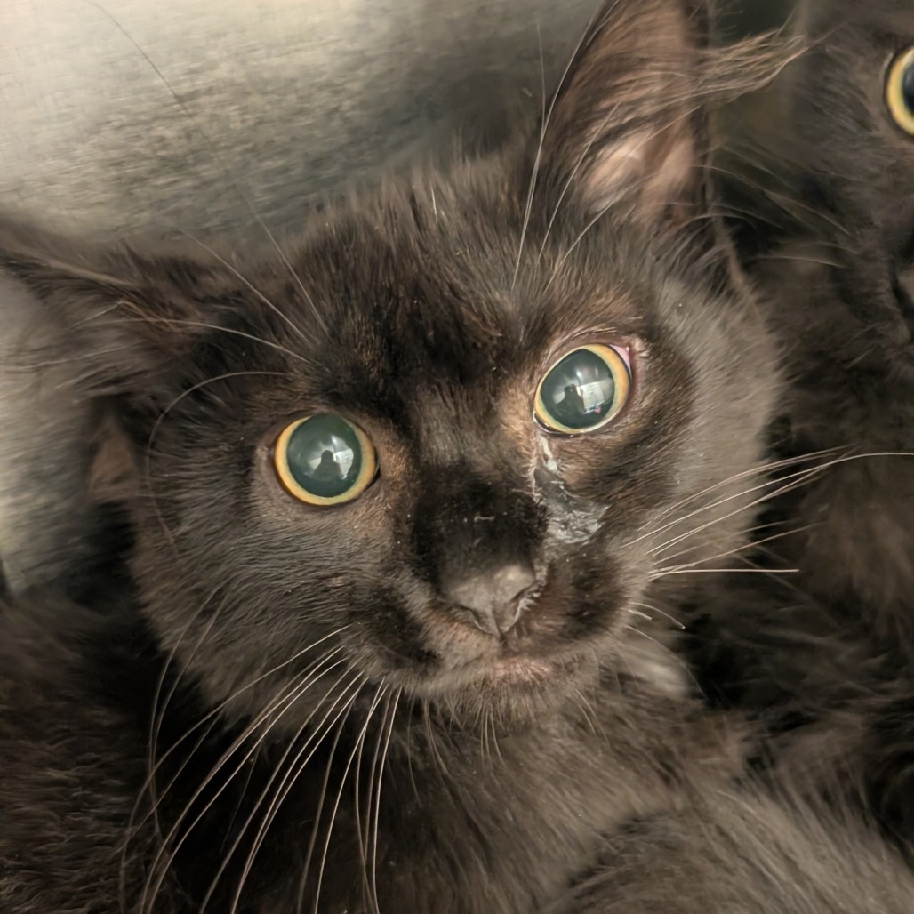 IMANI - Domestic Medium Hair available for adoption