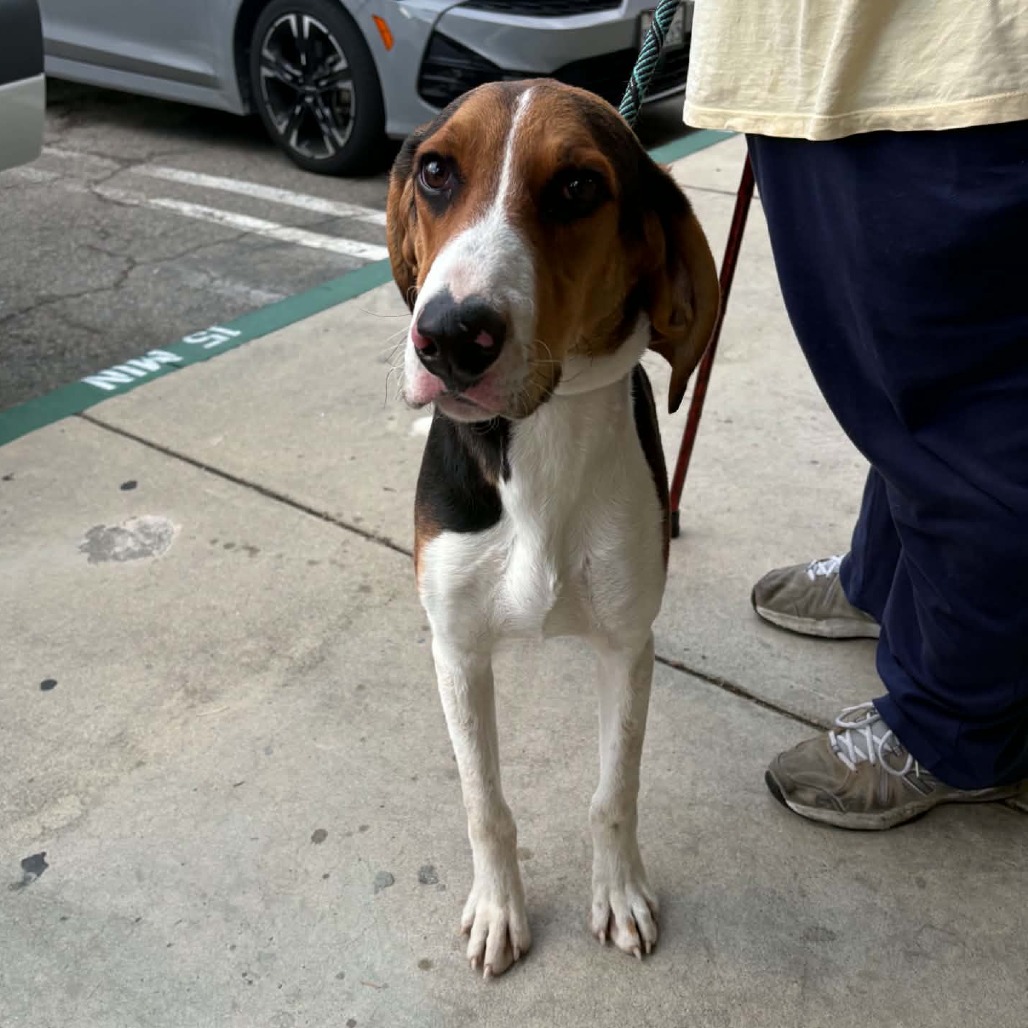 Brutus - Chino Hills Location, photo 2