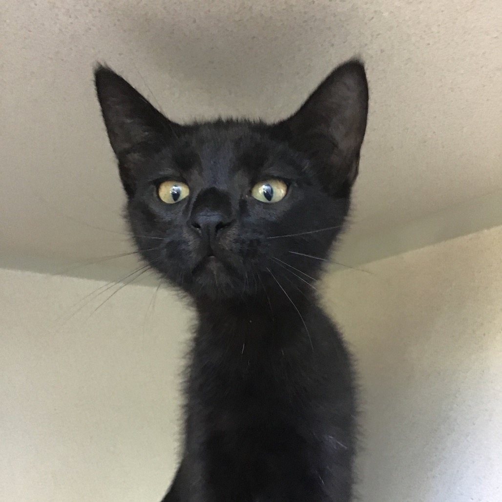 Sidney - Domestic Shorthair