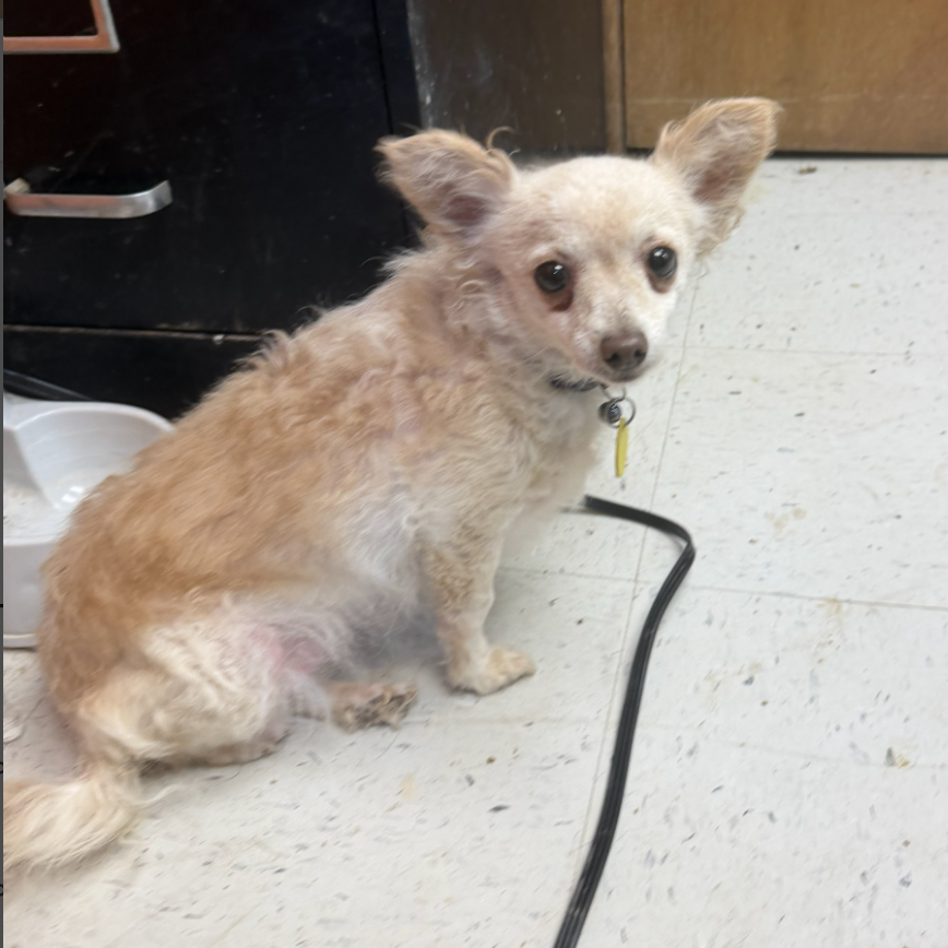April, available for adoption