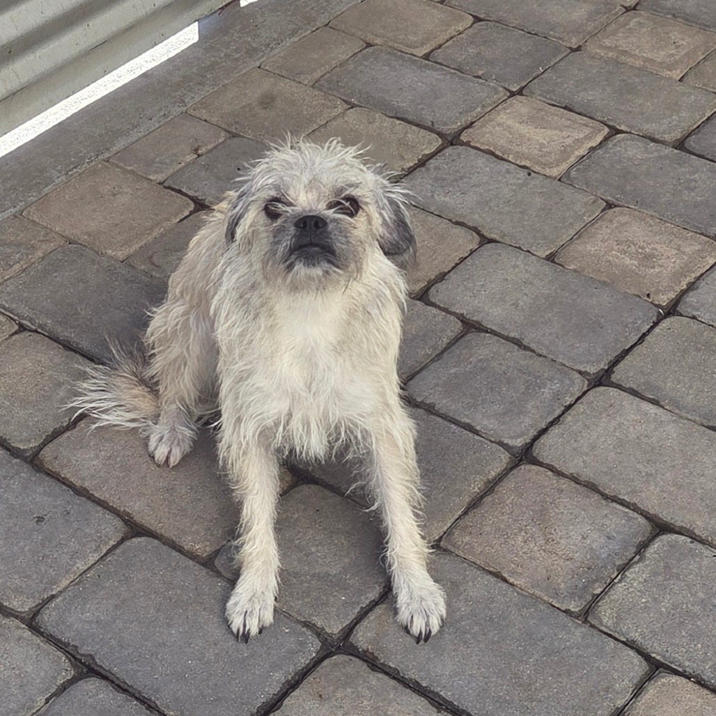 Pyrite — thumbnail 4