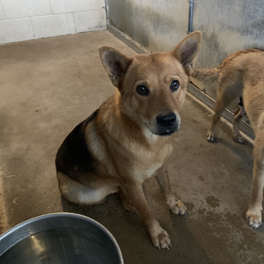 LYNX - Shepherd available for adoption