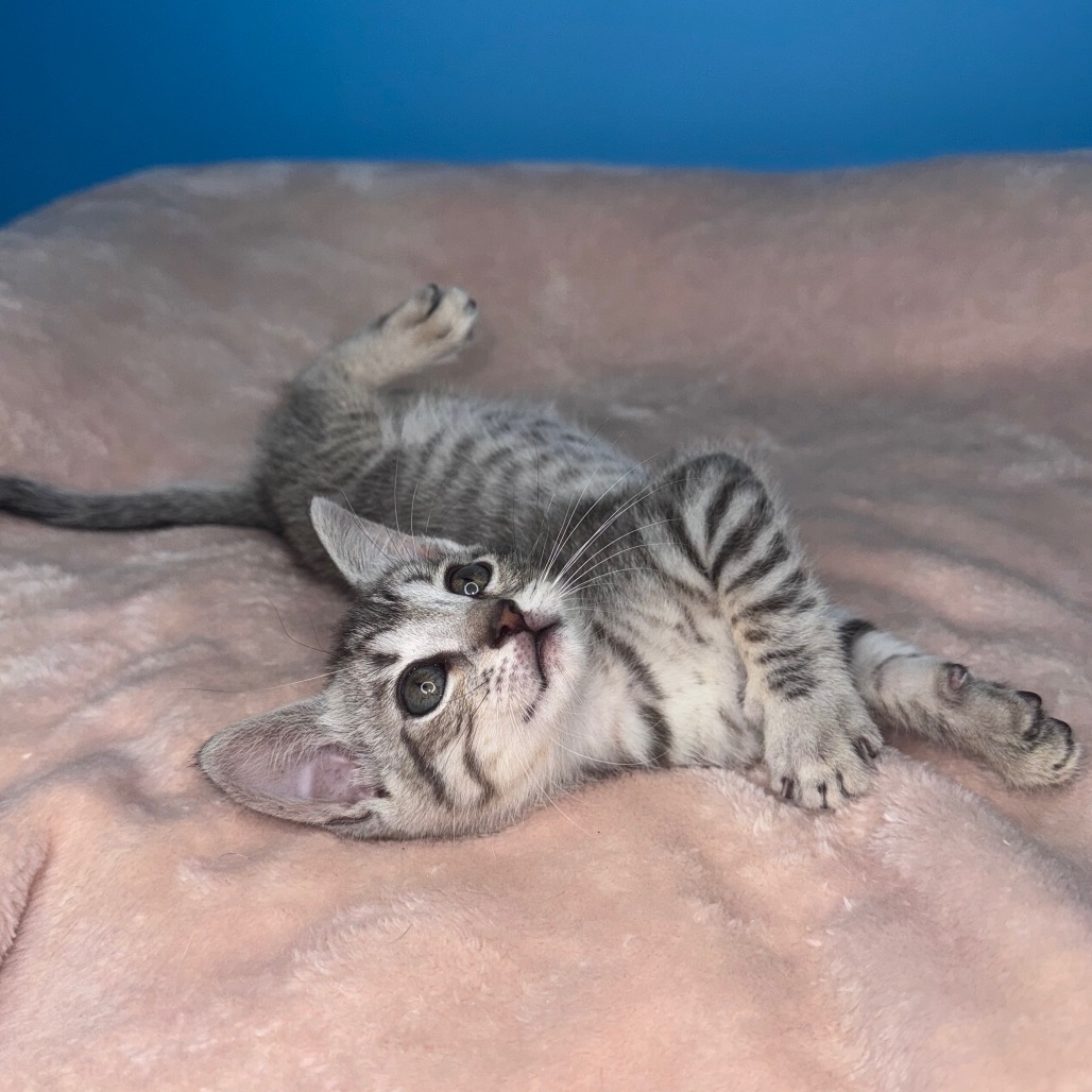 TURBO - Domestic Shorthair available for adoption