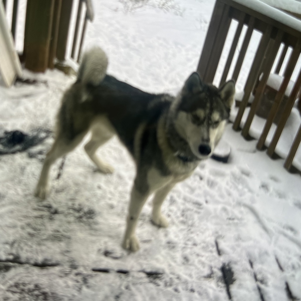 Photo of Azulko 3