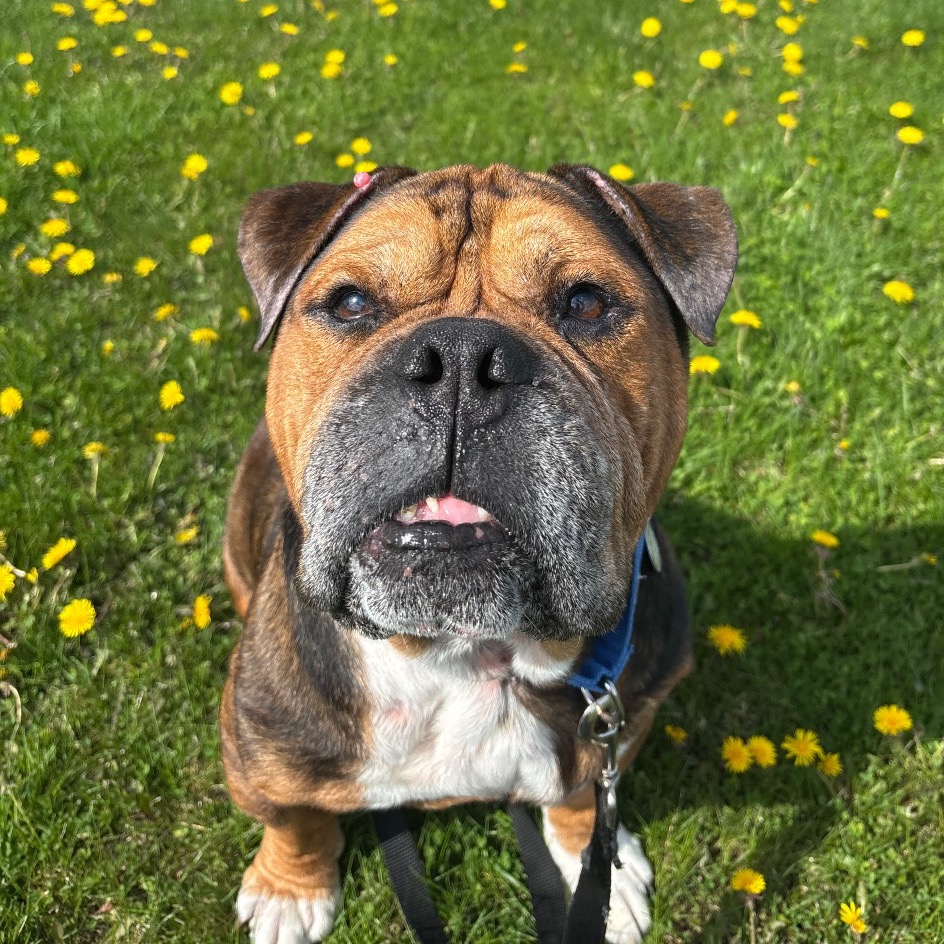 Mr. Worldwide is available for adoption at Elmbrook Humane Society