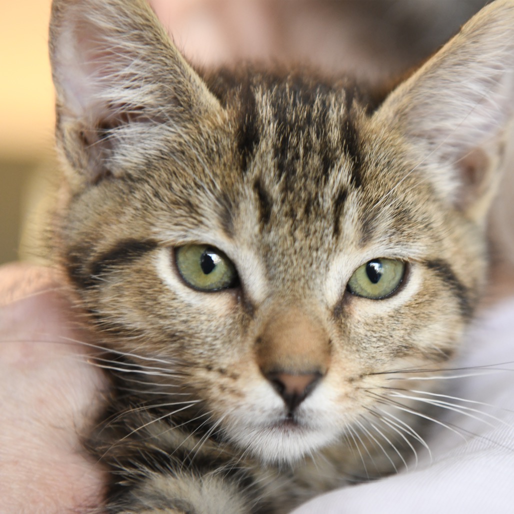 Portobello (orange collar) - Domestic Shorthair