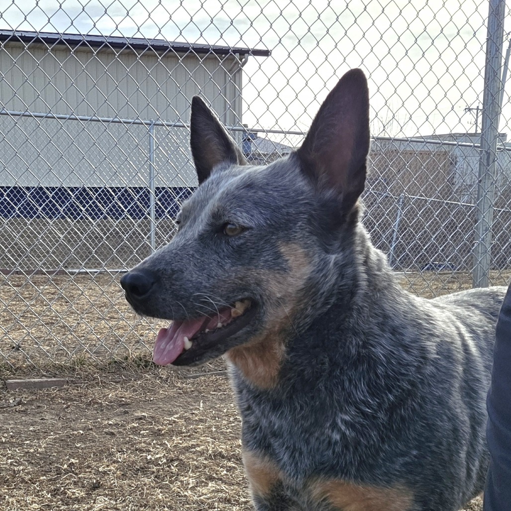 Pebble Ranch Rescue Pebbles is available for adoption at Almost Home Animal Rescue
