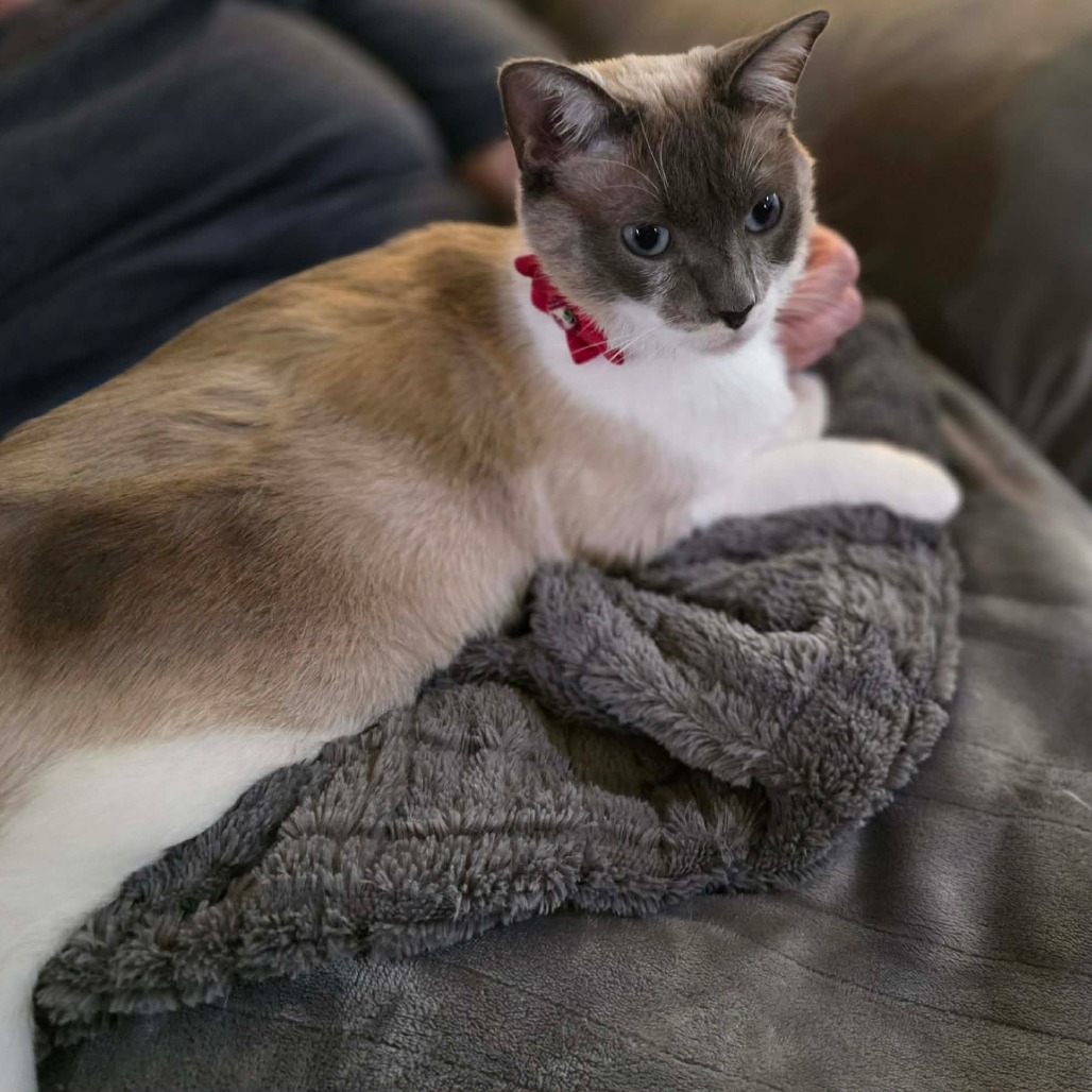 Photo of Wren