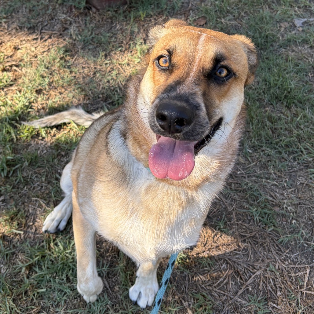 Bo Jones the Dog