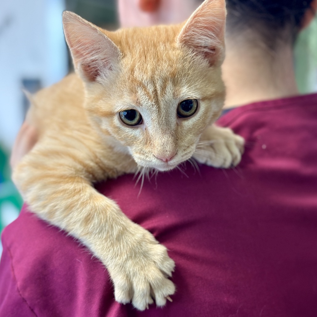 Desert 29 — thumbnail 8