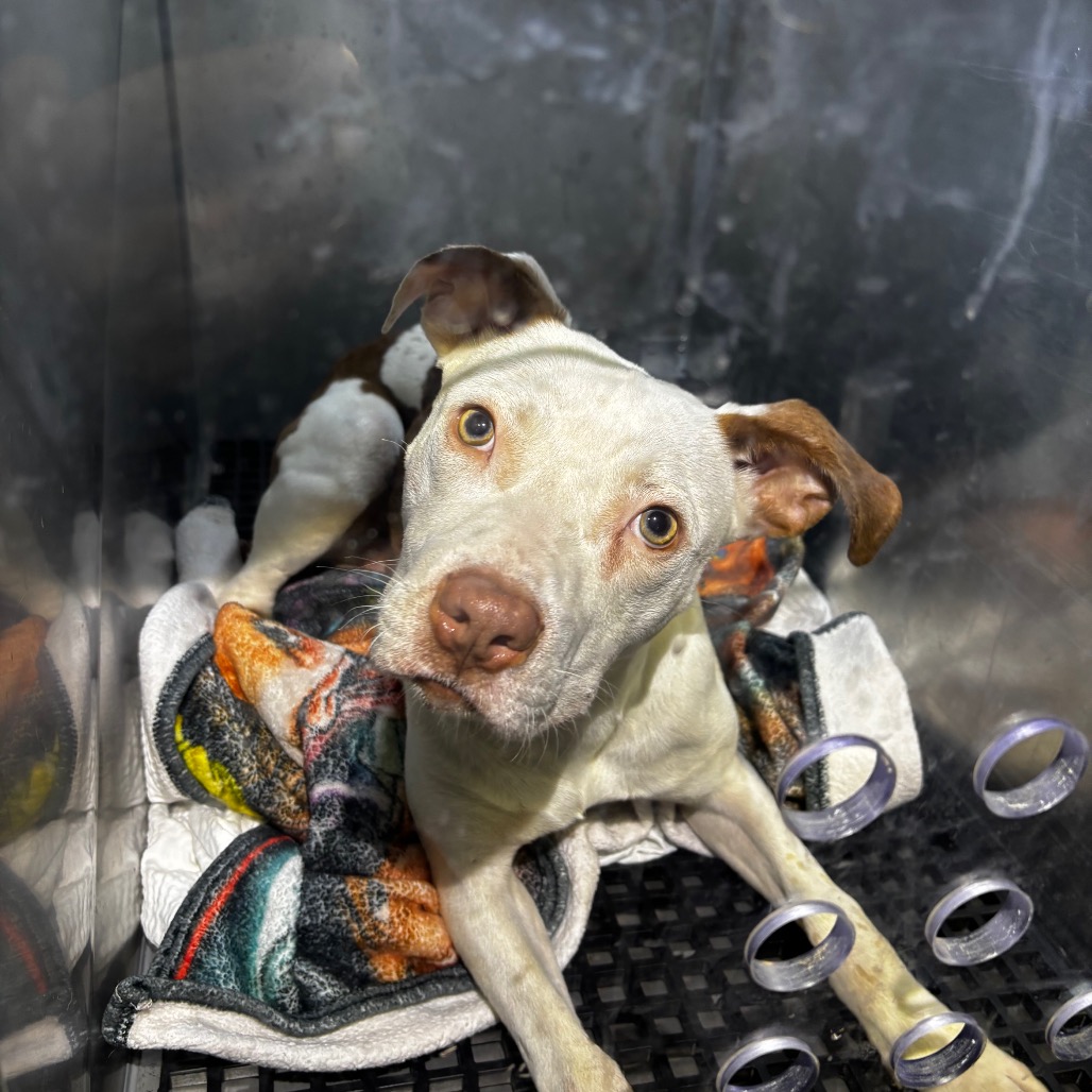 Crunchwrap — thumbnail 5