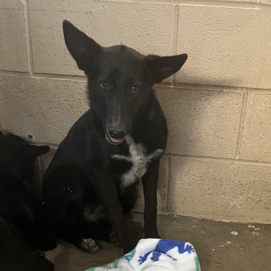 STARRY - Shepherd available for adoption