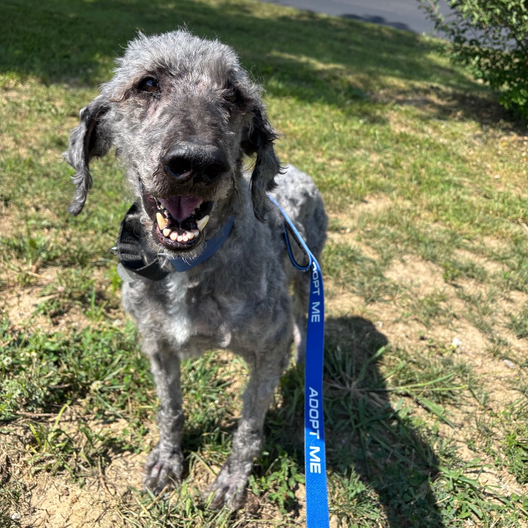 BAXTER - Poodle / Standard available for adoption