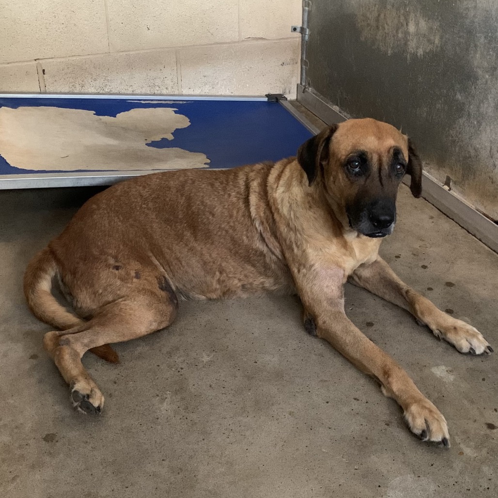 Fabiana, available for adoption at PVAS