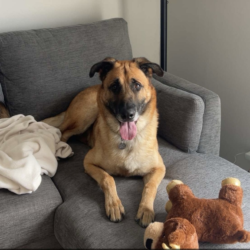 Totoro — thumbnail 4