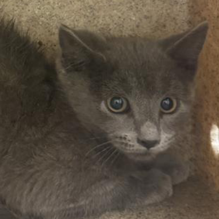 SPICE - Domestic Shorthair available for adoption