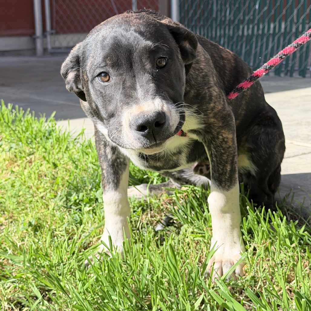 Kennel#33 Channing's preview photo