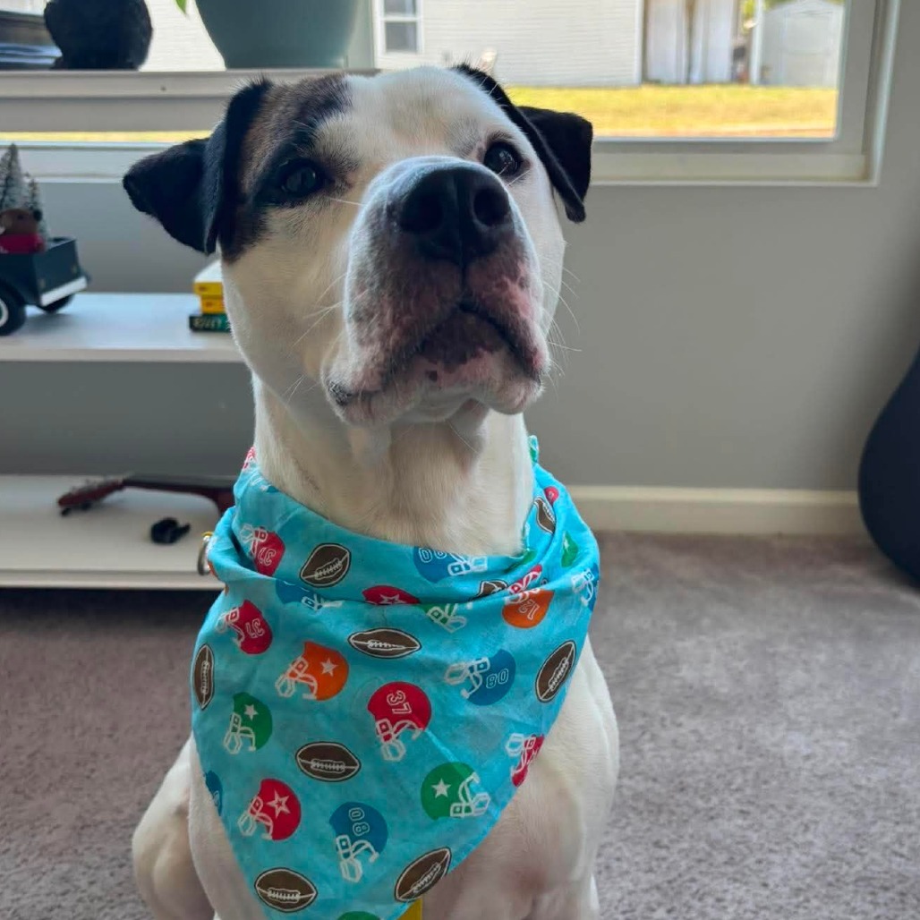 Pleasant Pup, photo 21