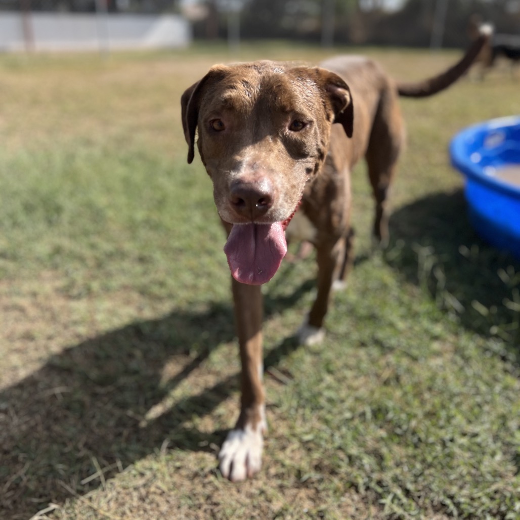 FRITO PIE - Terrier / Pit Bull available for adoption