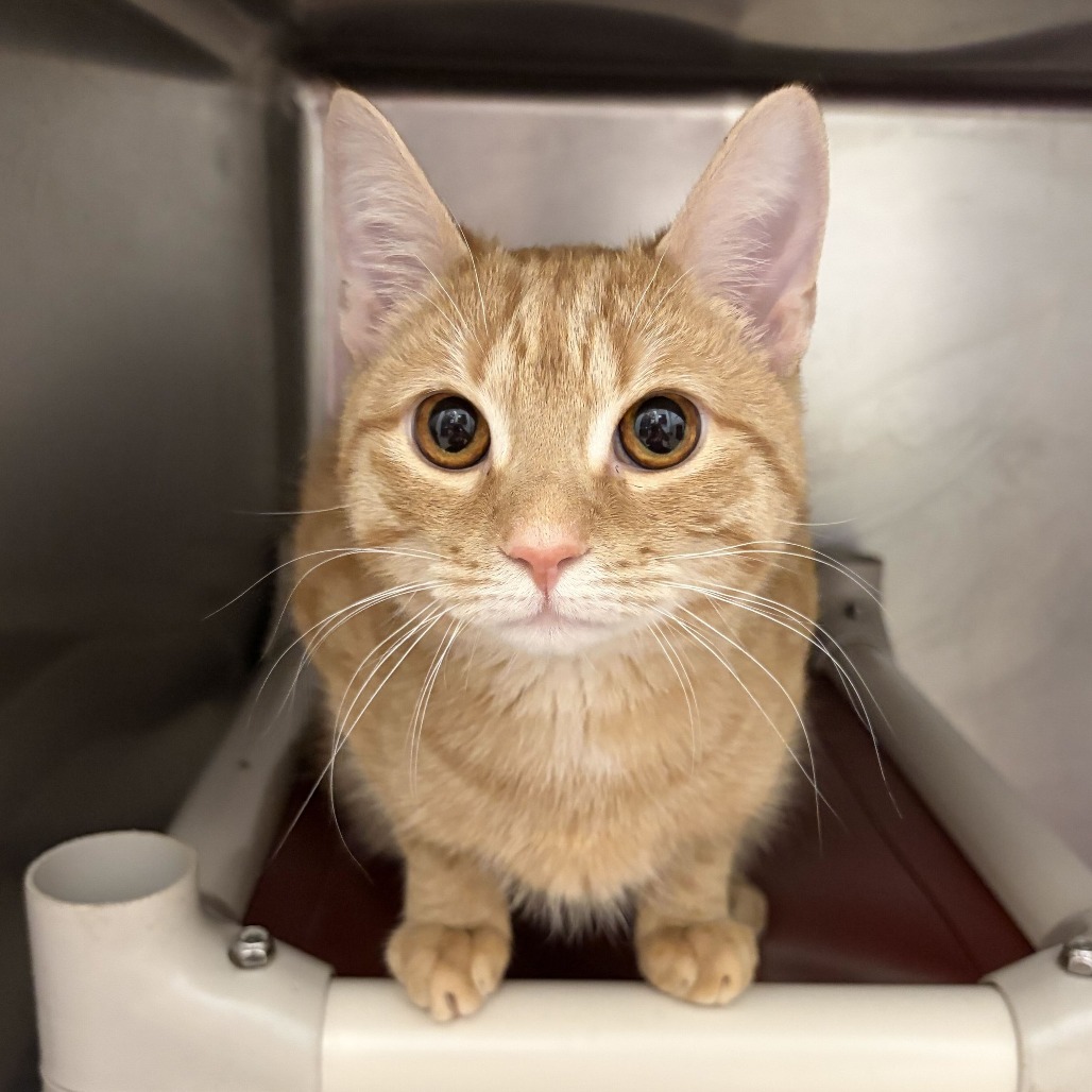 DIRK - Domestic Shorthair available for adoption