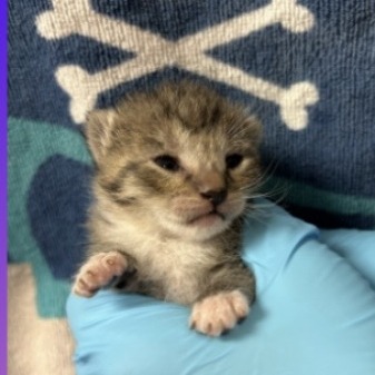 TRIP - Domestic Shorthair available for adoption