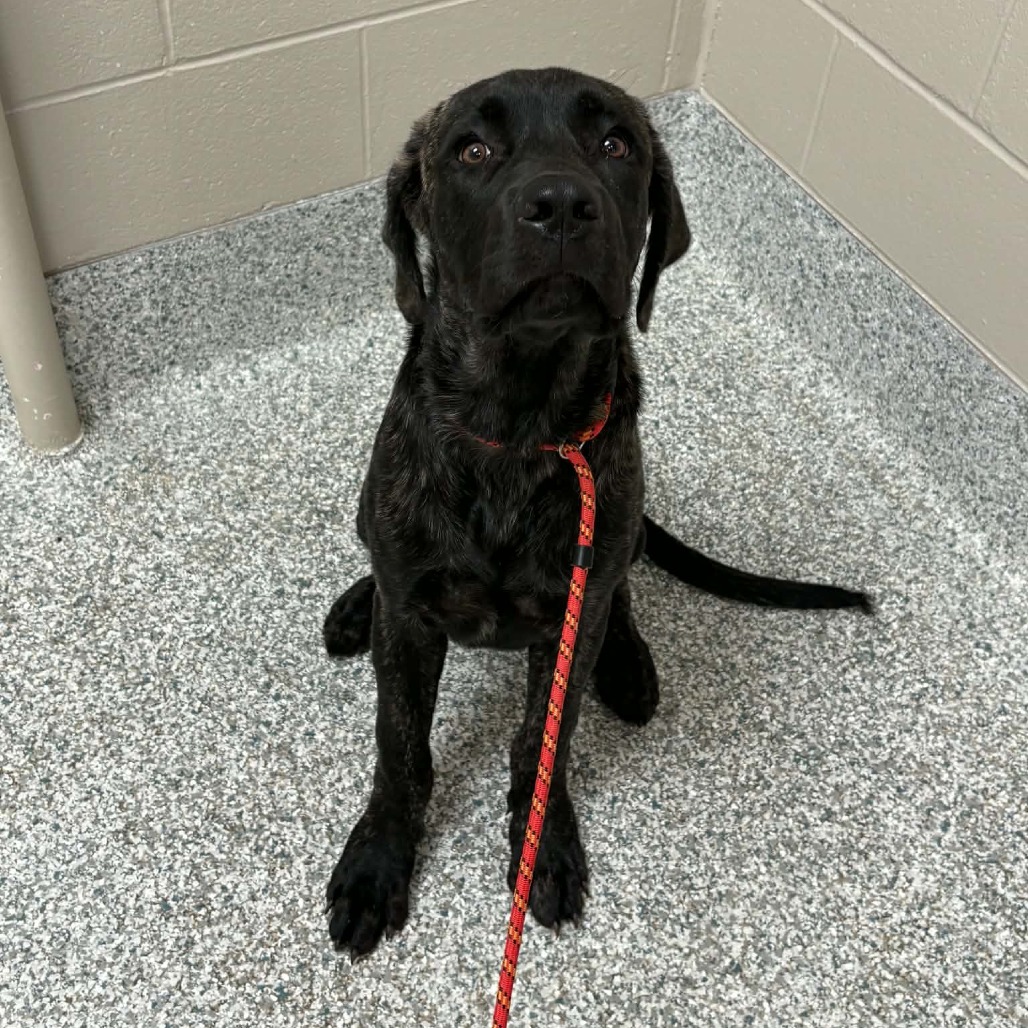 BARNABY - Mastiff / Mixed Breed (Large) available for adoption