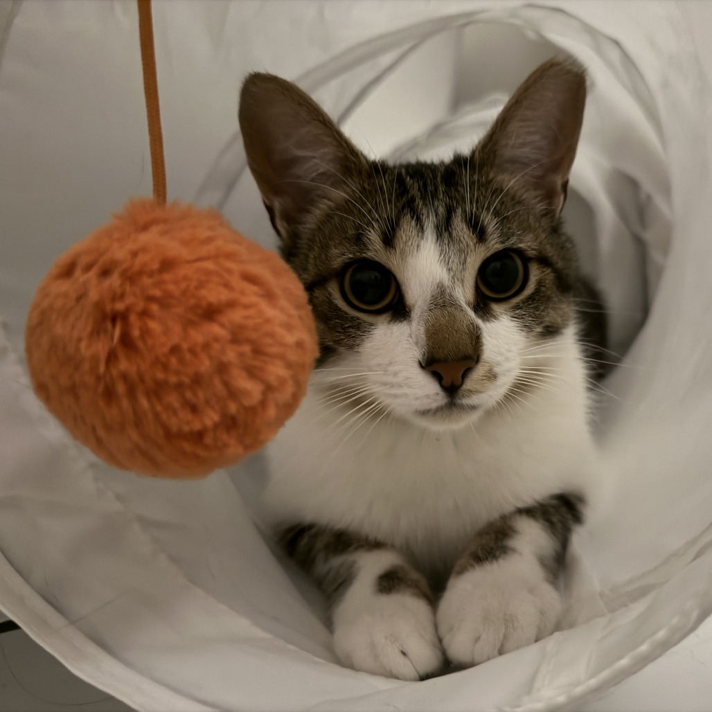 Rocket 