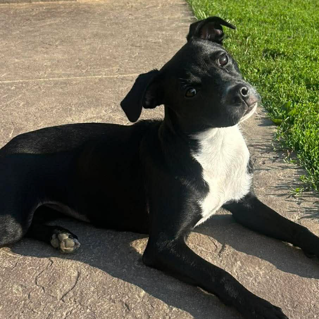 Kahlo, adopted