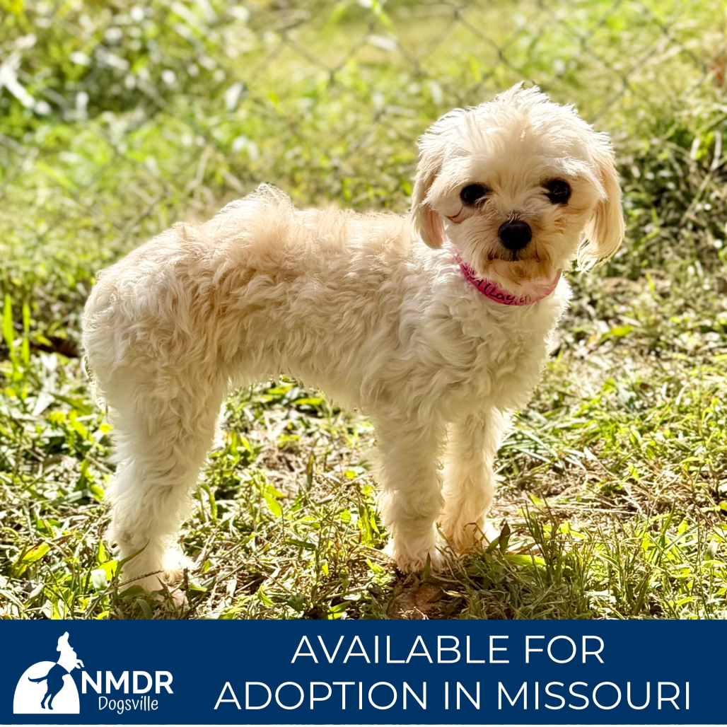 Layla - Missouri (OT26-03) is available for adoption at National Mill ...