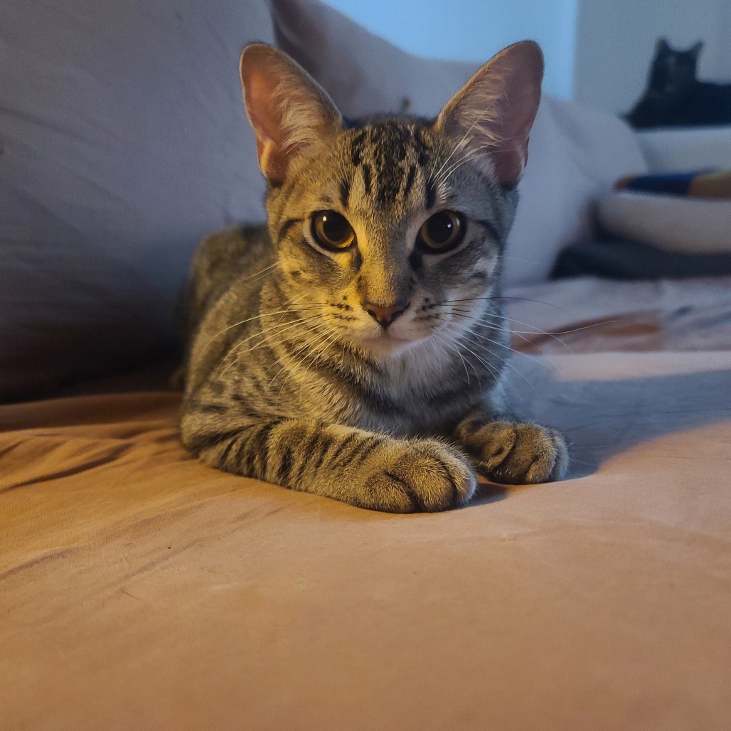 Moxie, photo 6