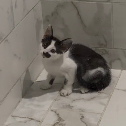 Patches - Costa Mesa Location **Available 10/29/26, photo 3