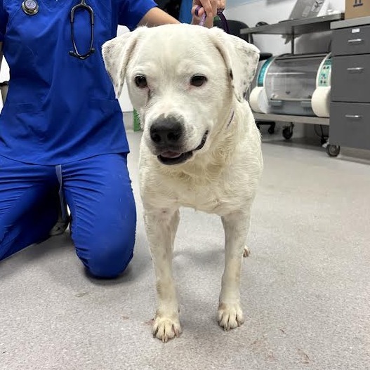 MOE - Retriever, Labrador / Bulldog available for adoption