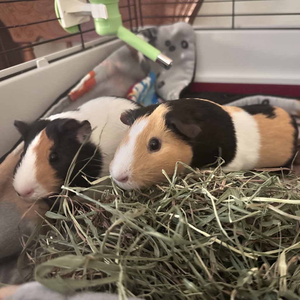 Munch, Tutuola, & Peanut, photo 3