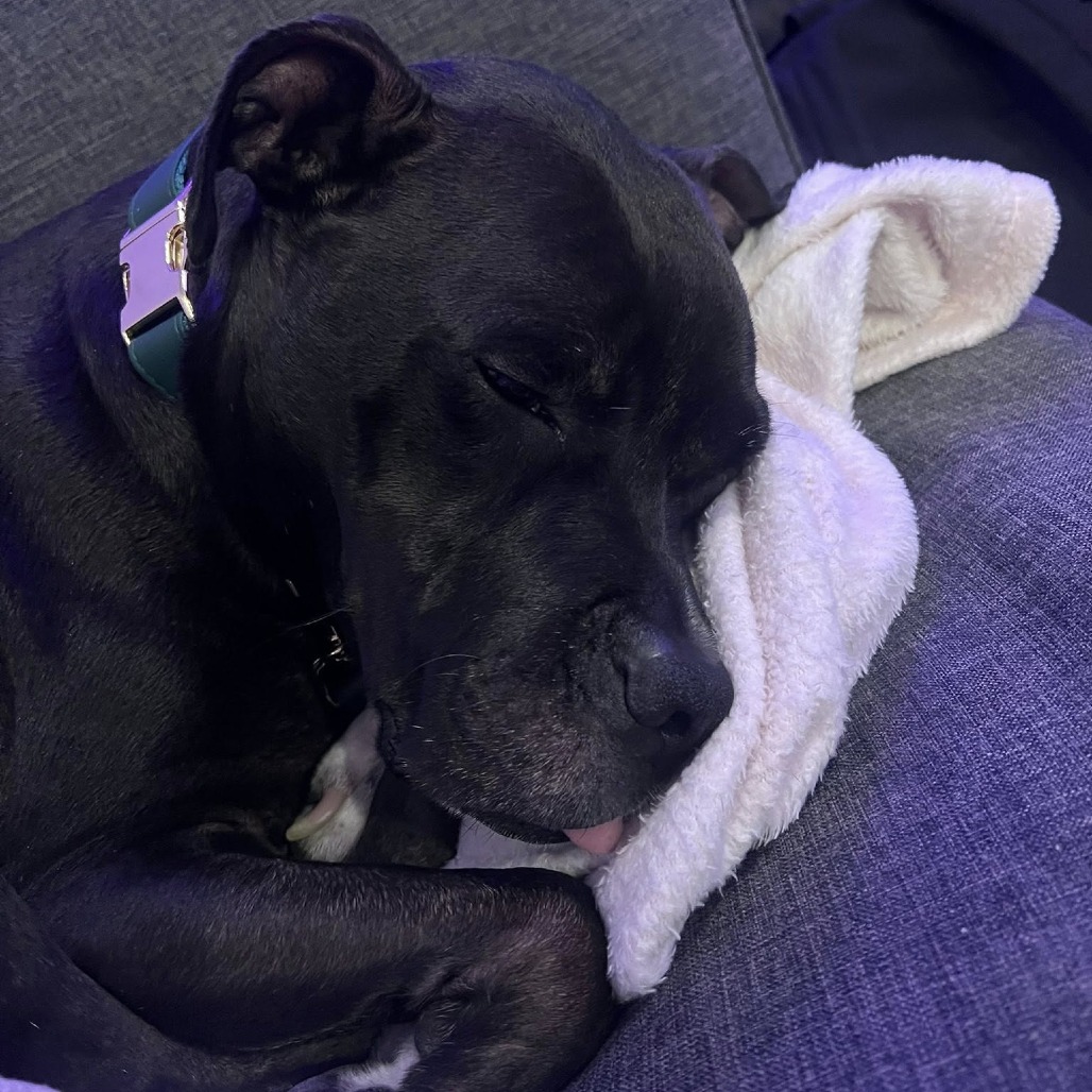 Frank, photo 4