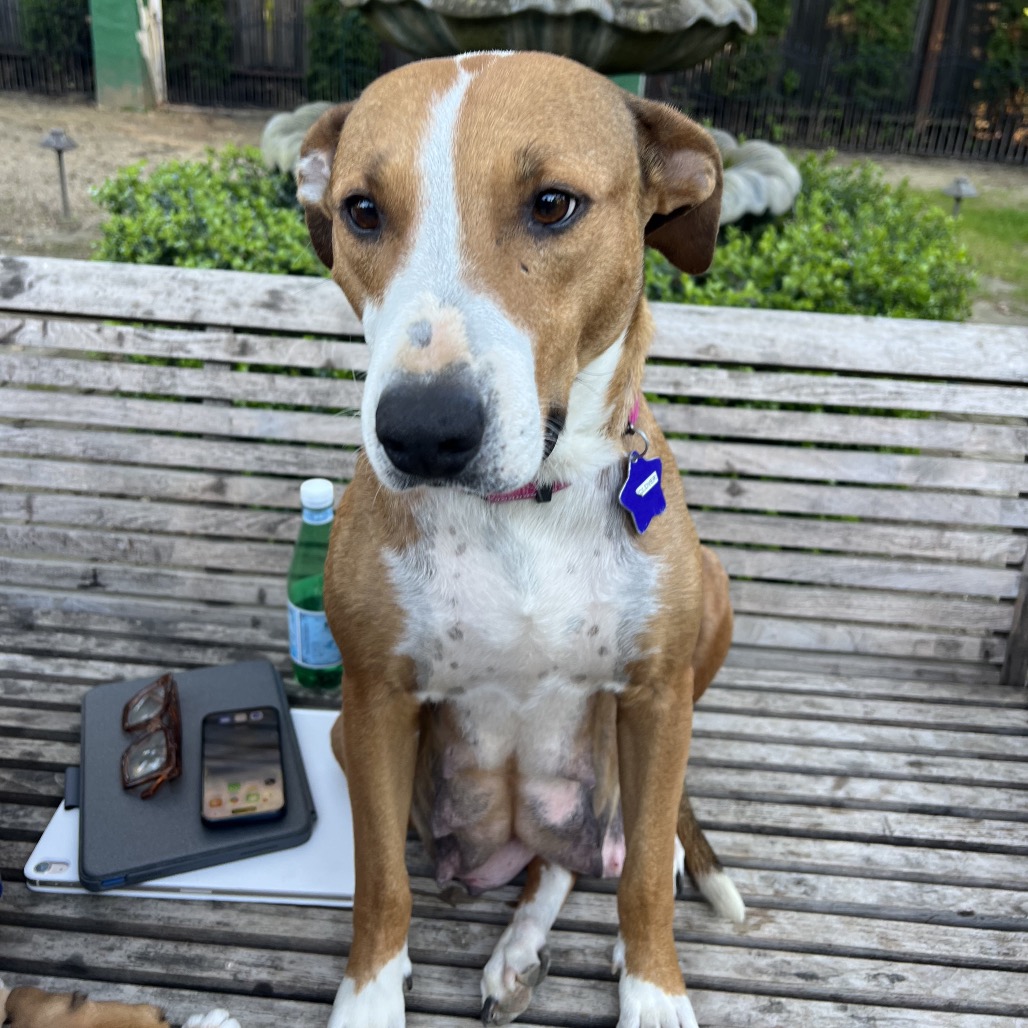 Clover — thumbnail 4